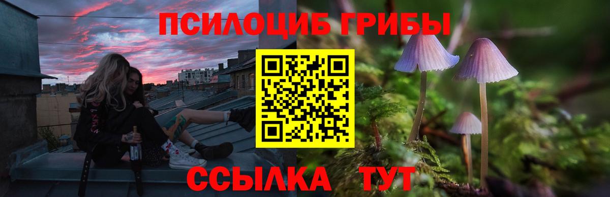 Пугачёв  Галлюциногенные грибы Psilocybine cubensis  Вход с VPN 